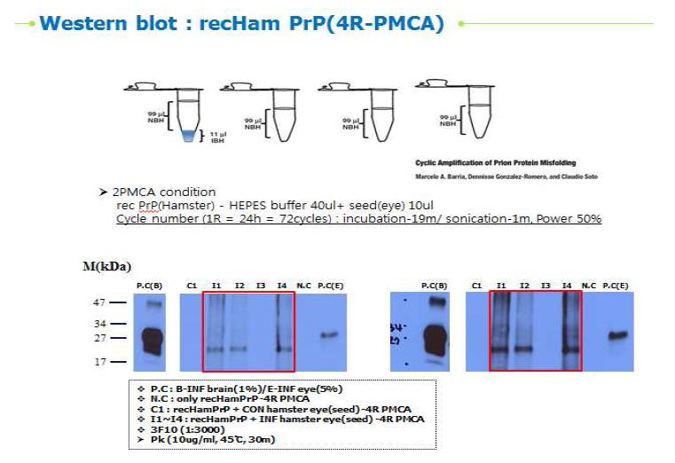 정상의 햄스터와 스크래피 감염 햄스터의 눈물 진액의 PMCA 후 PrPSc 증폭 비교실험결과