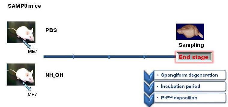 ME7을 감염시킨 마우스에서 NH4OH의 효능 실험 모식도