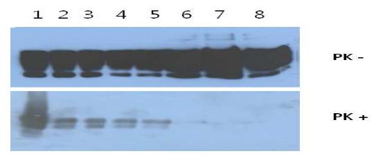 In vitro상에서 PrPSc에 대한 NH4OH의 효과