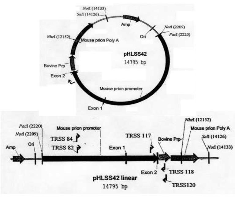 Bovine Prnp 형질전환용 cDNA construct