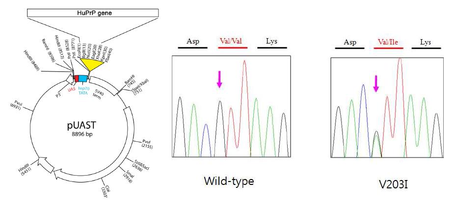 Human mutant prion protein gene (V203I)의 cloning.