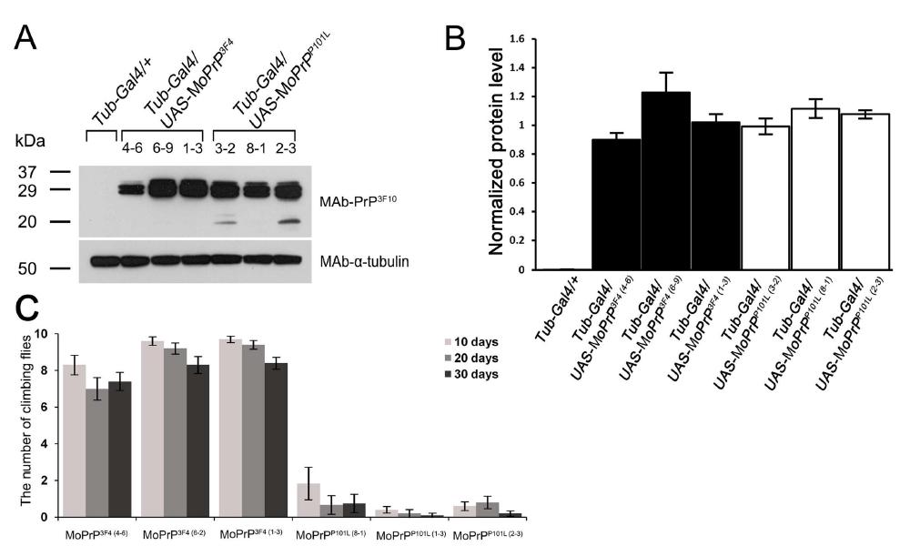 Ubiquitously expressed MoPrP3F4 and MoPrPP101L in Drosophila.