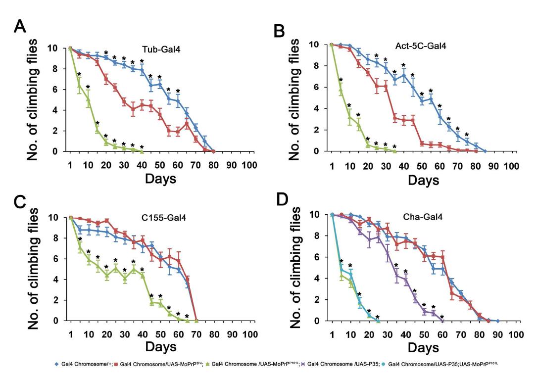 Flies expressing MoPrPP101L showed severe loss of motor control. When MoPrPP101L wasexpressed using Tub-Gal4 drivers