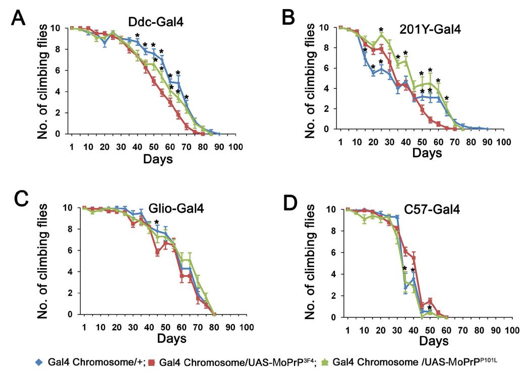 Expression of MoPrPP101L using Ddc-Gal4, 201Y-Gal4, gliotacitn-Gal4, and C57-Gal4 did notinduce climbing disability in Drosophila. Dopaminergic neuronal expression