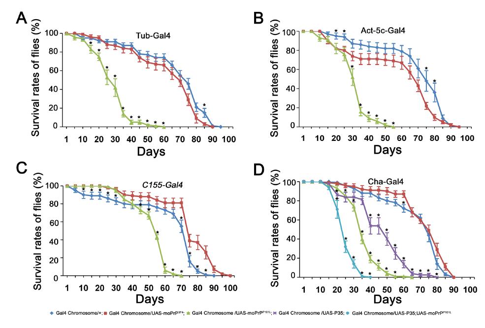 Flies expressing MoPrPP101L showed reduced life spans.