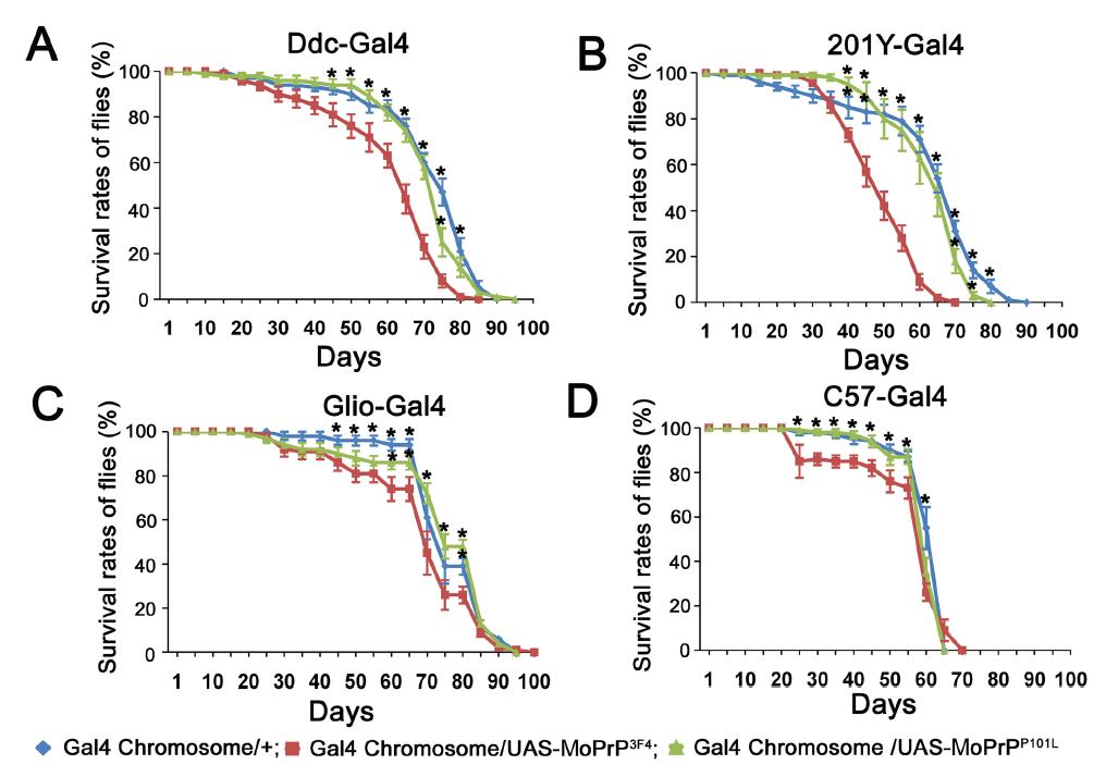 Survival rates of flies expressing MoPrPP101L using Ddc-Gal4, 201Y-Gal4, giotactin-Gal4, andC57-Gal4 were not reduced compared with those of flies expressing MoPrP3F4 and controls.