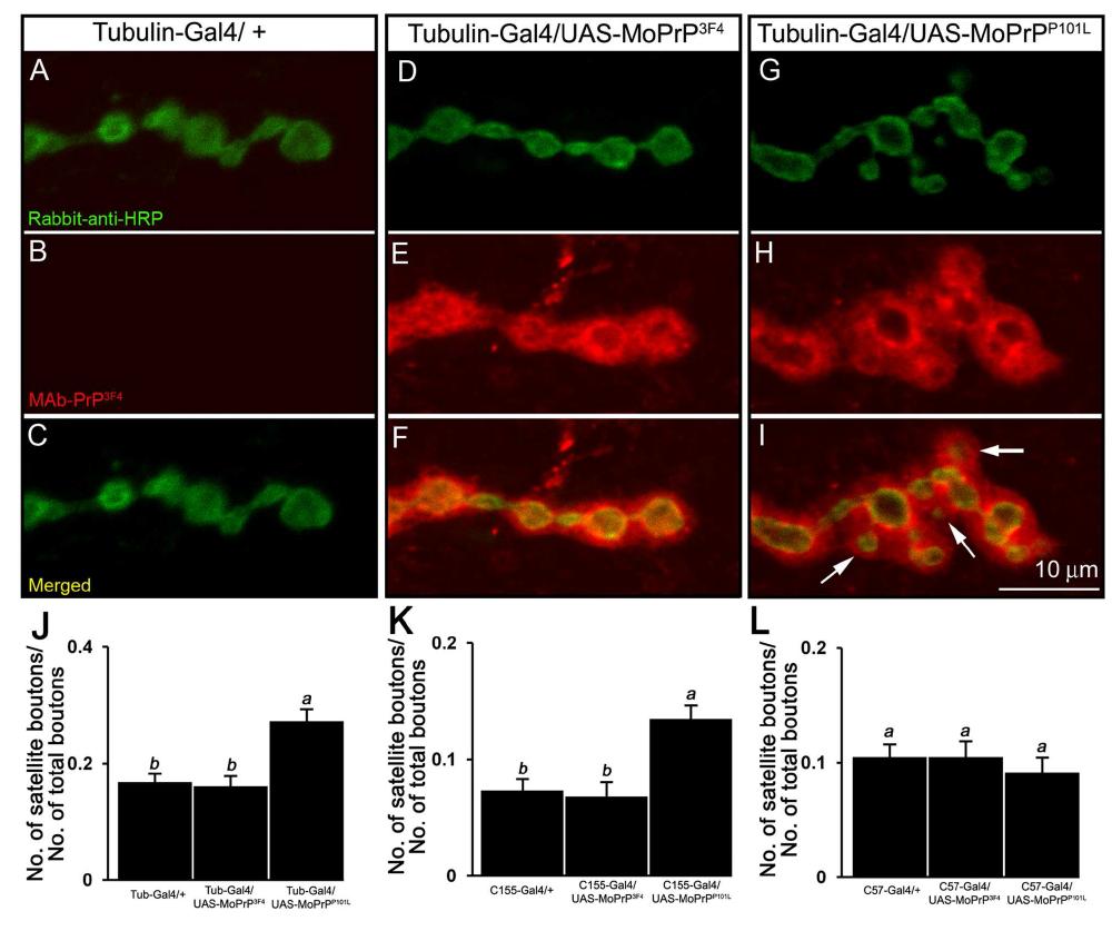 The number of small-sized satellite synaptic boutons increased in MoPrPP101L expressinglarval NMJs.