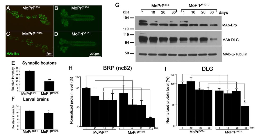 Synaptic molecular components Bruchpilot and Discs large were altered in MoPrPP101Lflies.