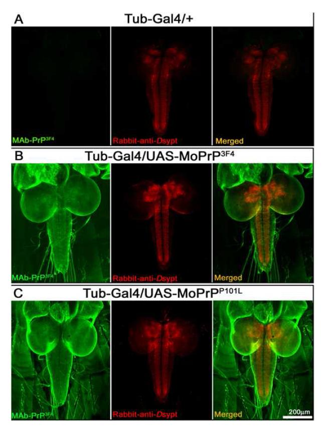 Two different MoPrPs were express in brain of Drosophila larvae.