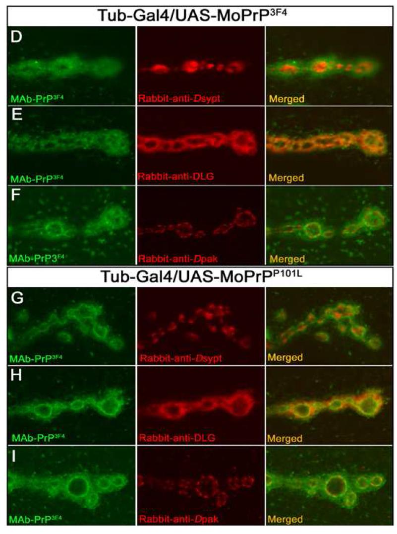 Two different MoPrPs were localized at the synapses in brain of Drosophila larvae.