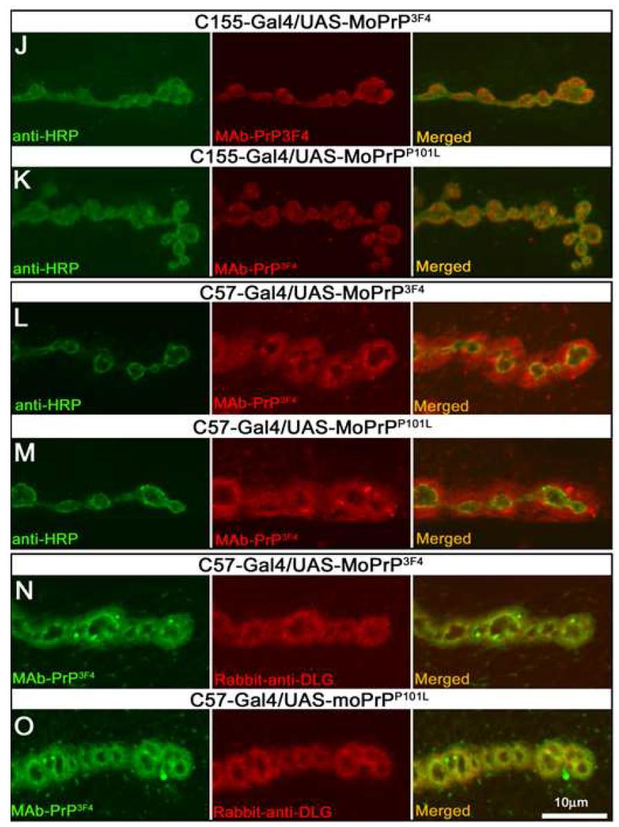 Two different MoPrPs were localized at the synapses in brain of Drosophila larvae.Single-slice confocal images taken from the larval brains of control larvae.