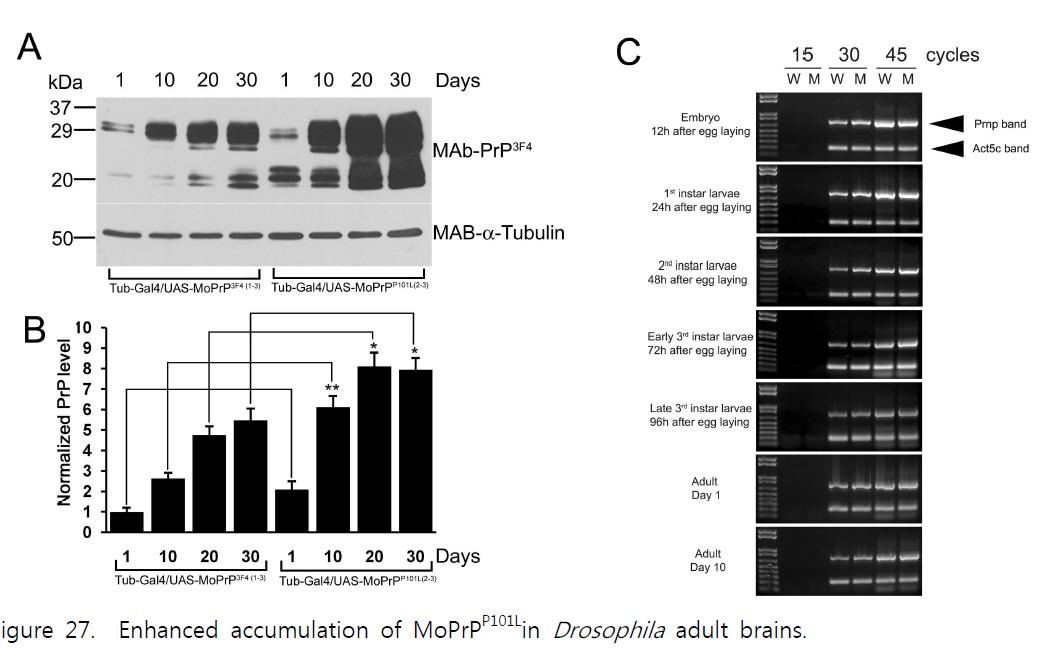 Enhanced accumulation of MoPrPP101Lin Drosophila adult brains.The amounts of expressed PrP in Drosophila heads were examined byMAb-PrP3F10 blotting (A) and quantified using MAb-α-Tubulin as a loading control (B). One-day-old flies did not show significant differences.