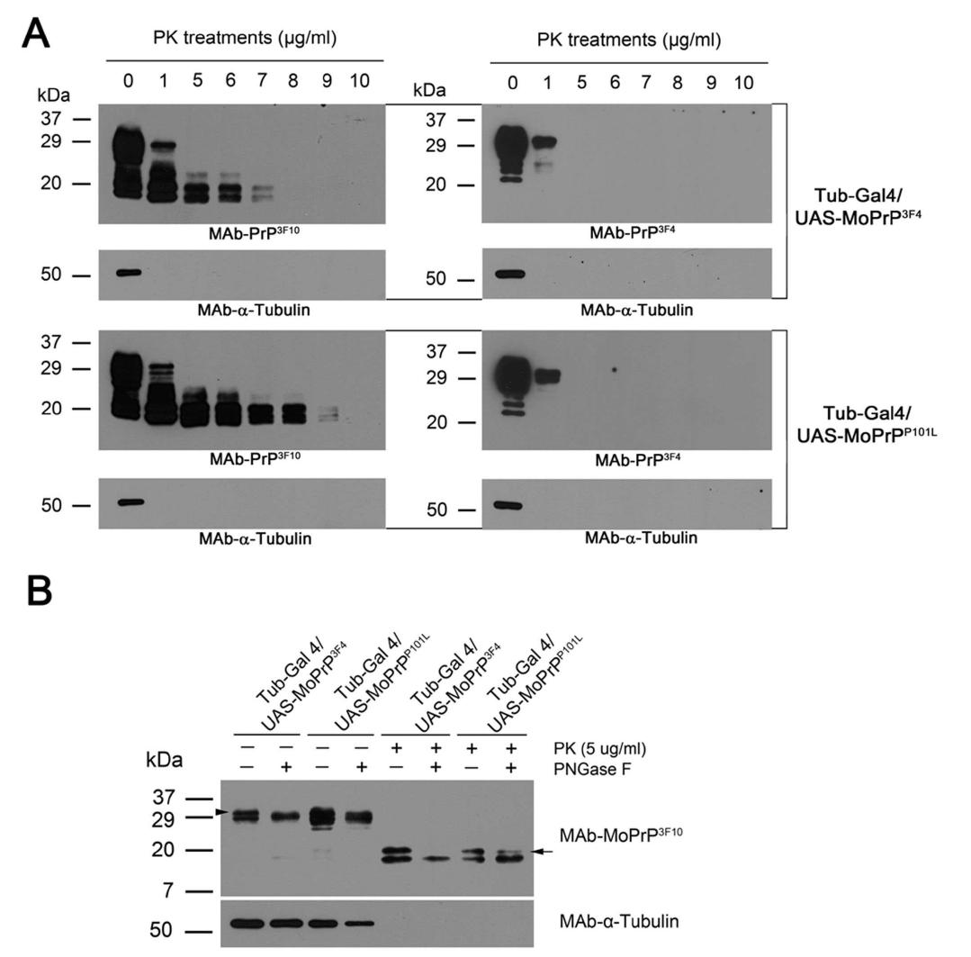 Increased resistance to PK digestion and enzymatic deglycosylation of MoPrPP101L expressedin Drosophila.