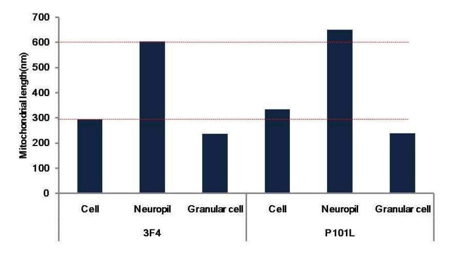 Mitocondrial length of two diffenrent MoPrPs(3F4 and P101L) expressed brain of drosophila.