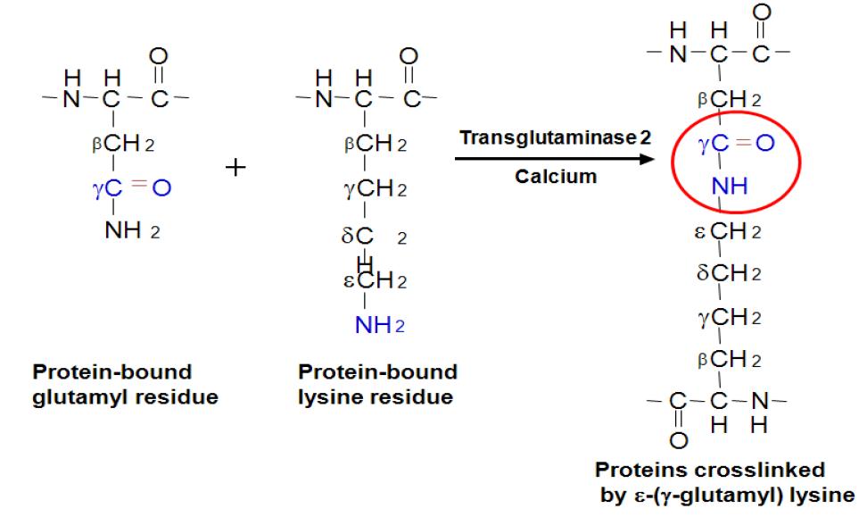 Transamidation reaction catalyzed by TGase 2