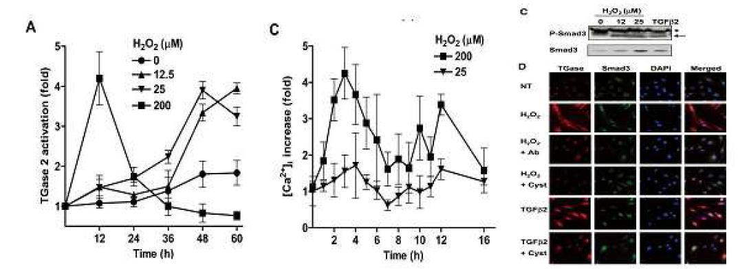 Activation of TGase 2 by oxidative stress through TGF β