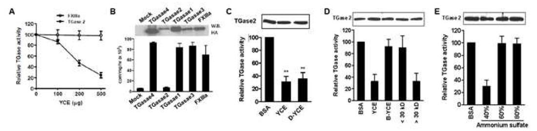 Yeast cell extract의 TGase2 활성억제물질 성질 파악.