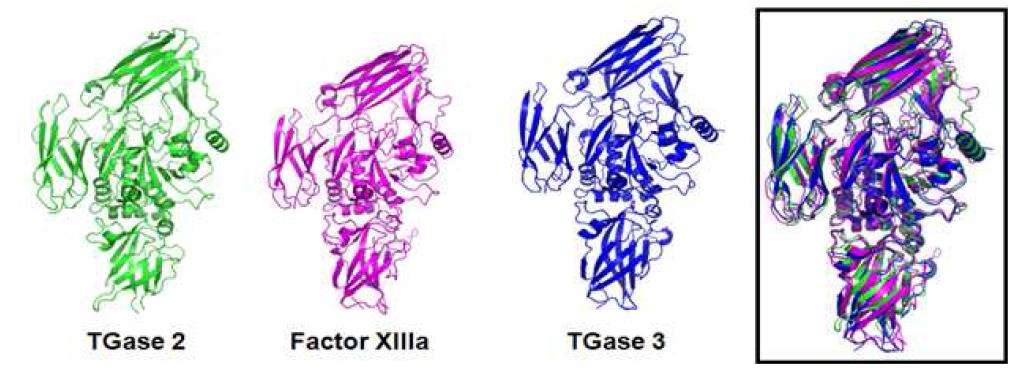 TGase 2, Factor XIIIa 및 TGase 3의 구조적 유사성