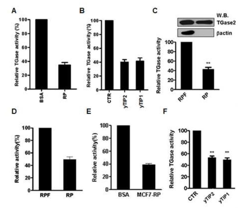 Yeast와 Mammalian cell 리보좀 단백질의 TGase2 활성억제 효과.