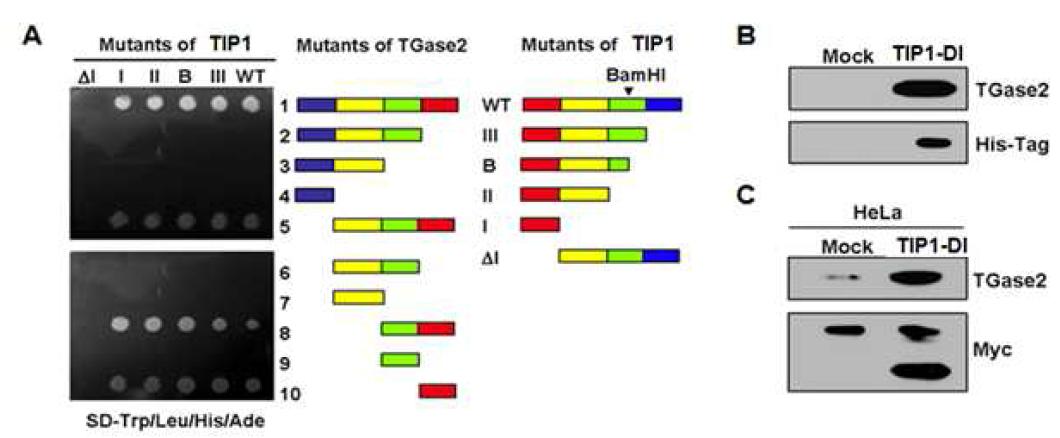 TIP1과 TGase2의 결합 도메인 분석.