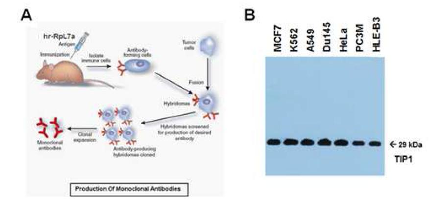 TIP1의 단클론항체 생산 모식도(A) 및 단클론항체를 사용한 여러 세포주에서의 Western blot 분석(B).