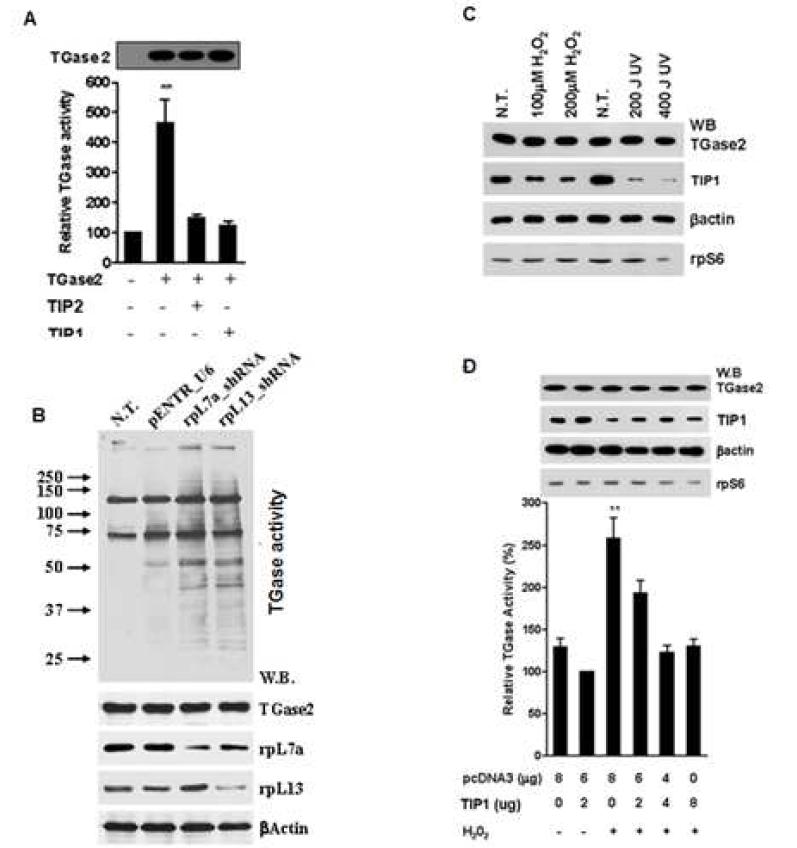 세포내 TGase2 활성에 대한 TIP1과 TIP2의 영향.