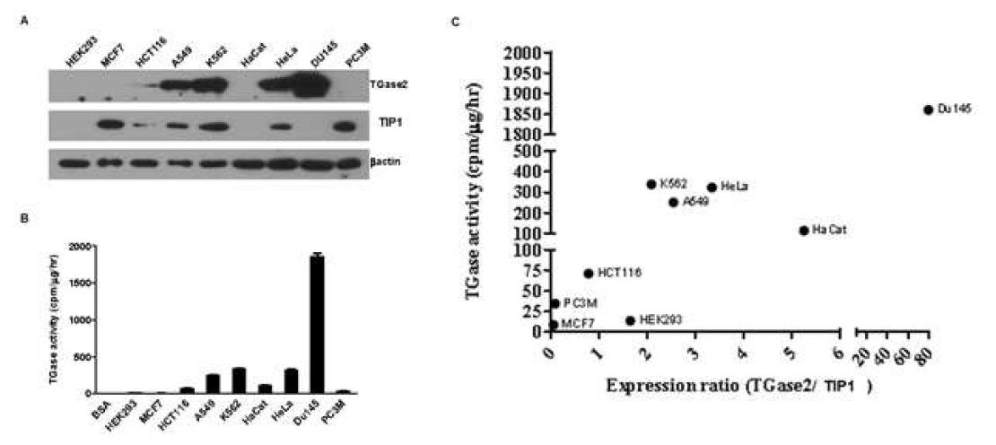 여러 암세포주에서 TIP1의 발현 양상 확인