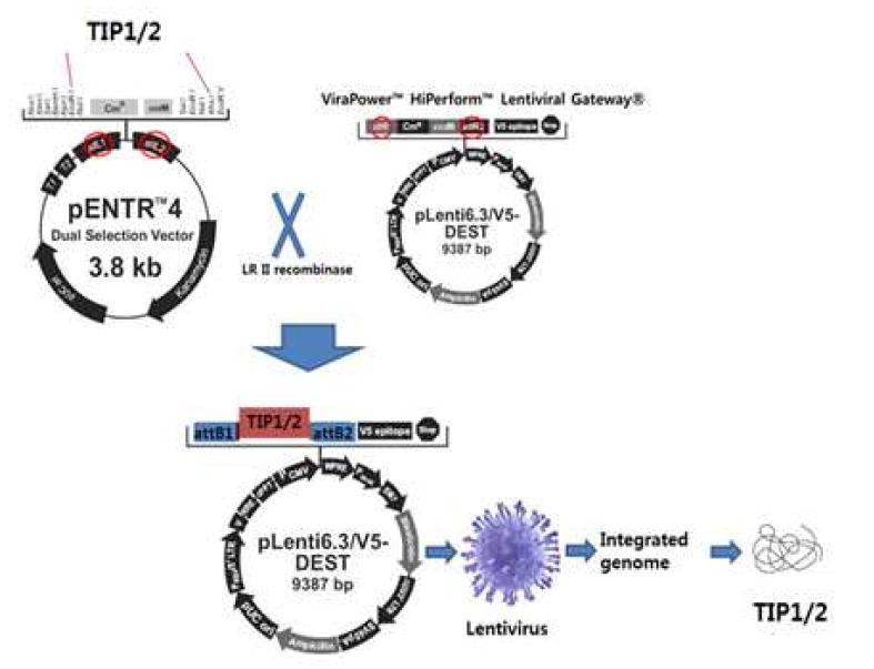 TIP에 대한 과발현 lentivirus 제작 모식도