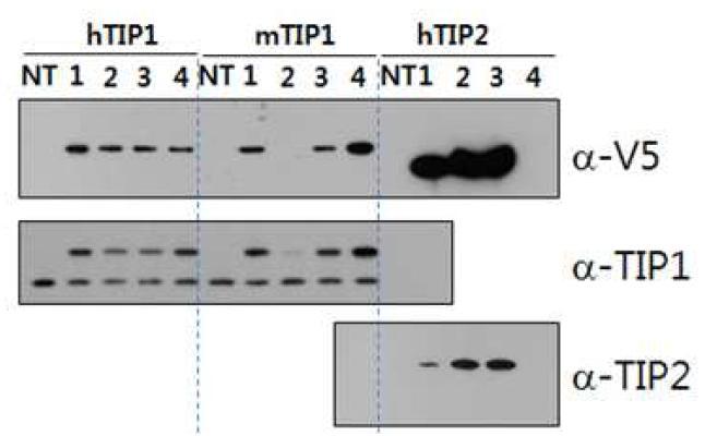 HEK 293 세포에 TIP1 or TIP2 cording pLenti6.3 constructs를 Transfection하여 과발현된 양상 확인