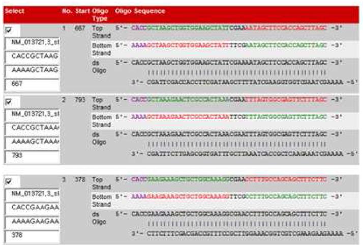 Mouse TIP1에 대한 target sequence로 shRNA design.