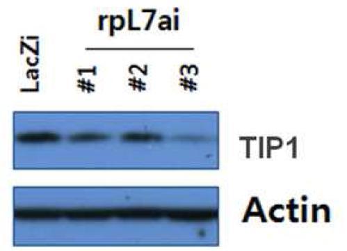 NIH3T3세포에서 TIP1 shRNA- coding lentivirus 처리에 의한 발현억제 효과.