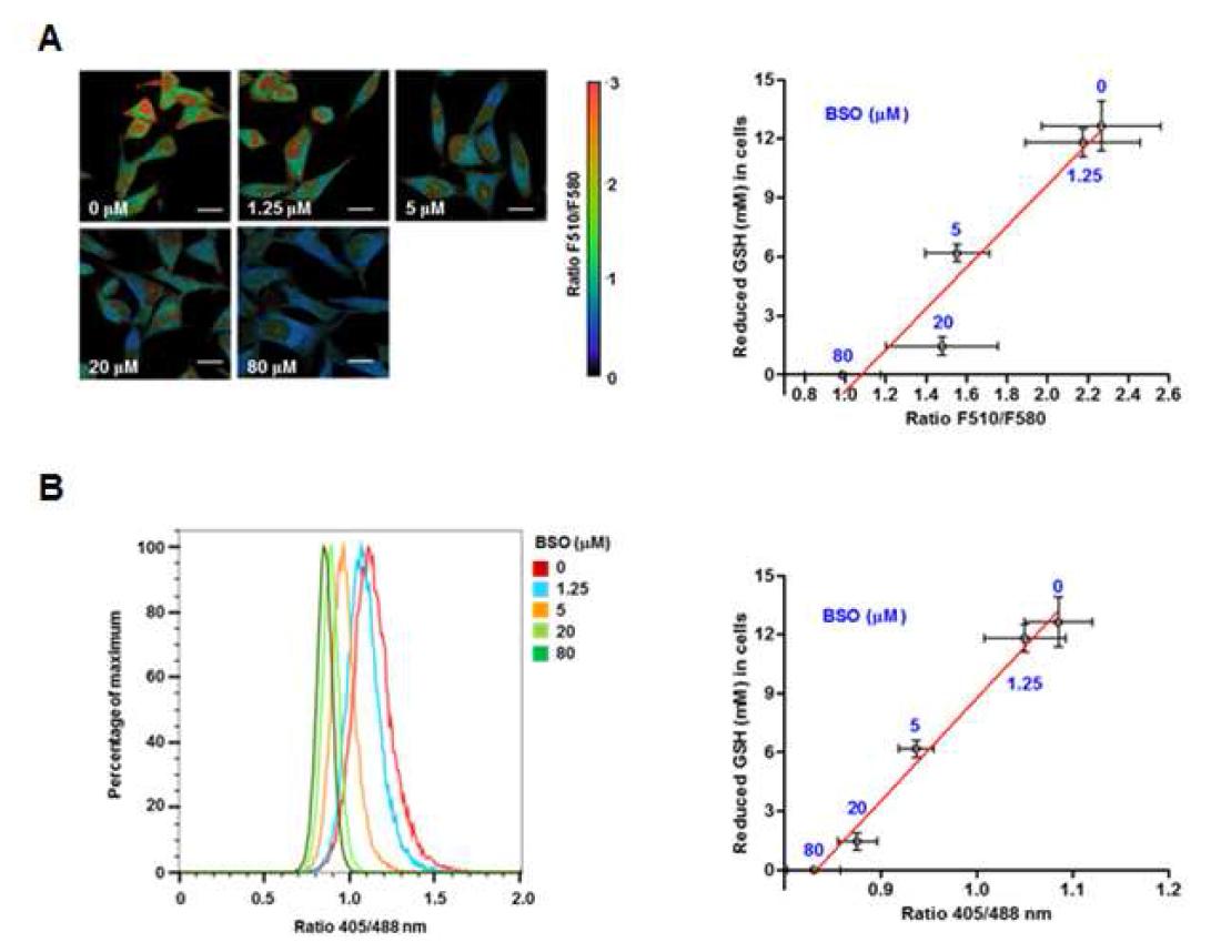 BSO처리 후 HeLa 세포내 reduced thiol 양과 GSH양과의 관계