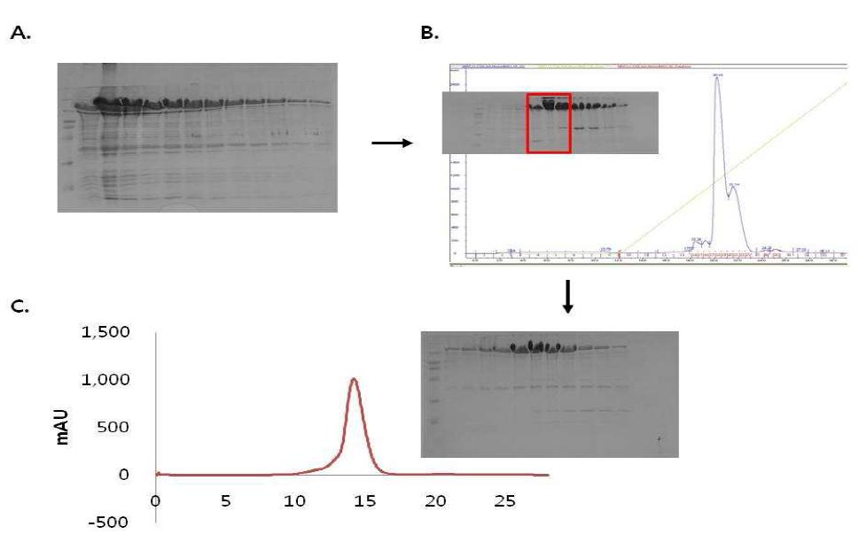 Quick 3 step chromatography 로 TGase 2 단백질의 정제 A. Affinity chromatography B. Ion exchange chromatography C. Gel-filtration chromatography