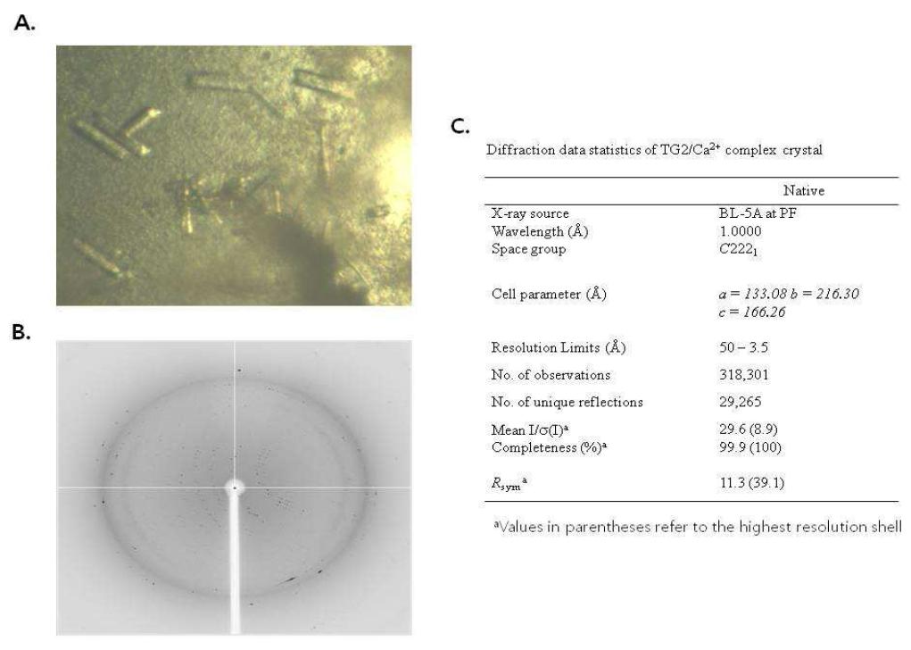 TGase 2와 칼슘 복합체의 결정화 A. TGase 2 와 칼슘 복합체의 결정 B.TG2ase 2와 칼슘 복합체의 3.5 A data C. TGase 2 와 칼슘 복합체의 회절 data processing 및 statics