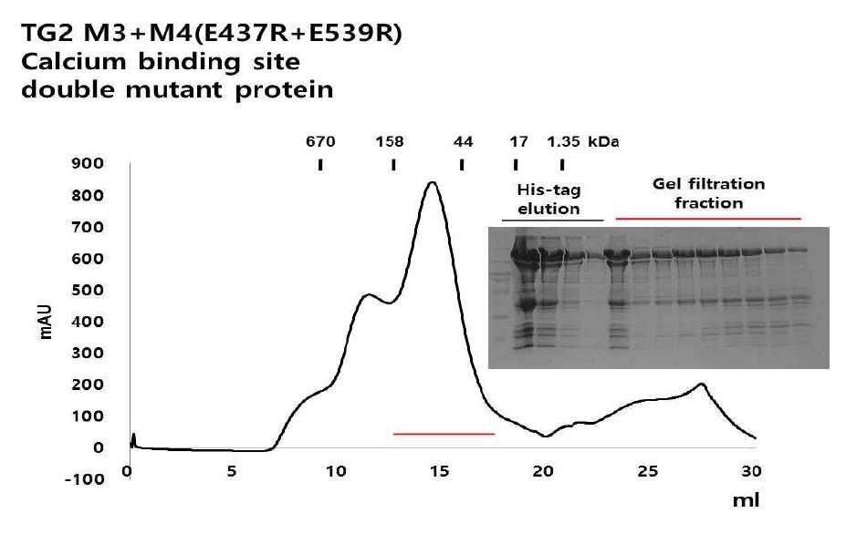 TGase 2 Calcium binding site double mutant 단백질의 정제-