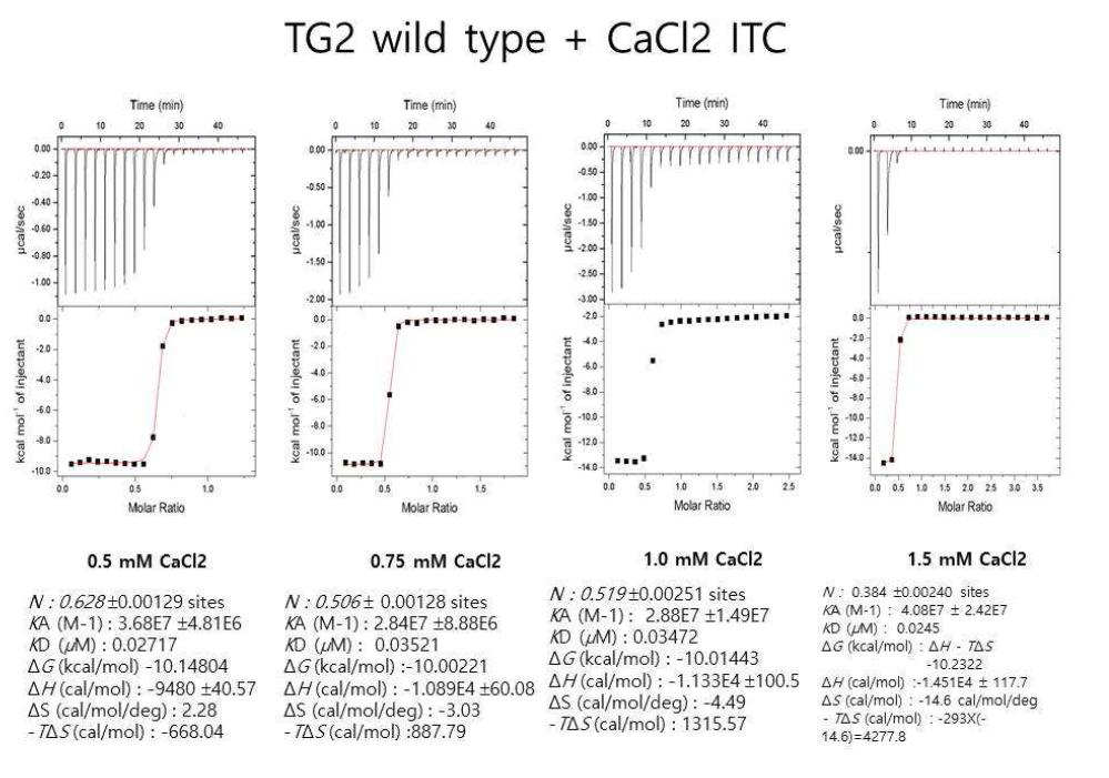 TGase 2 단백질과 CaCl2의 ITC 실험