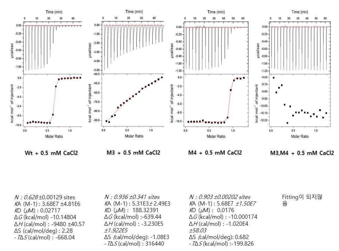 TGase 2 Calcium binding site mutant 단백질과 CaCl2의 ITC 실험