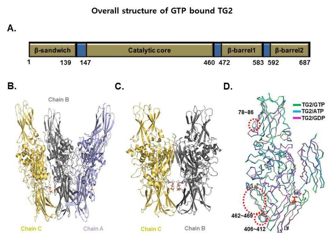 TGase 2 와 GTP 복합체 3차 구조. A. TGase 2 단백질의 도메인 구성 B. TGase 2+ GTP 복합체의 3차 구조 C. TGase 2 + GTP 단백질 3차 구조 90도 회전 D. TGase 2 + nucleotide 복합체의 3차 구조 겹침