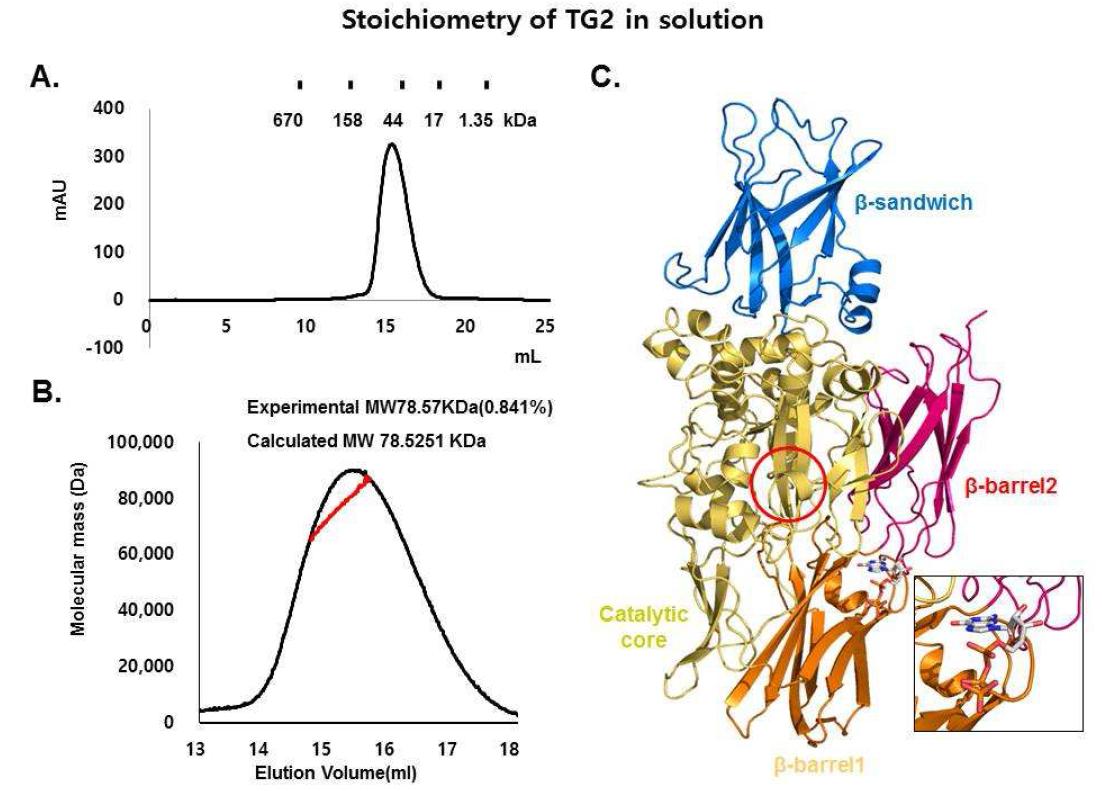 TGase 2 단백질의 Stoichiometry A. Gel filtration chromatography B. MALS C.TGase 2 + GTP 복합체의 3차 구조