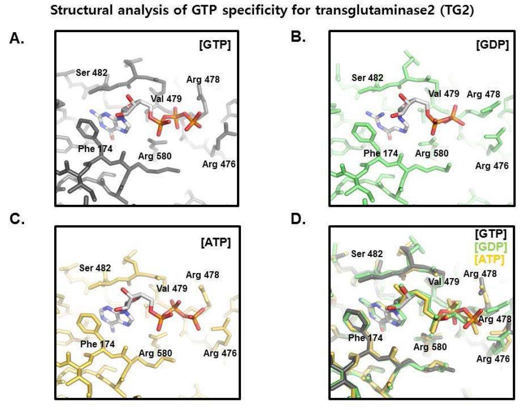 TGase 2 와 nucleotide 결합 사이트 구조 A. TGase 2 + GTP 결합사이트 B. TGase2 + GDP 결합사이트 C. TGase 2 + ATP 결합 사이트 D. TGase 2와 각 nucleotide 겹침 구조