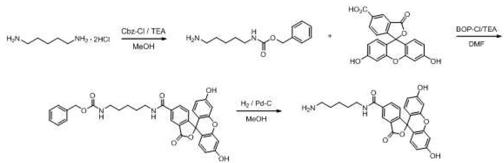 fluorescein으로 표지된 아민 기질 합성