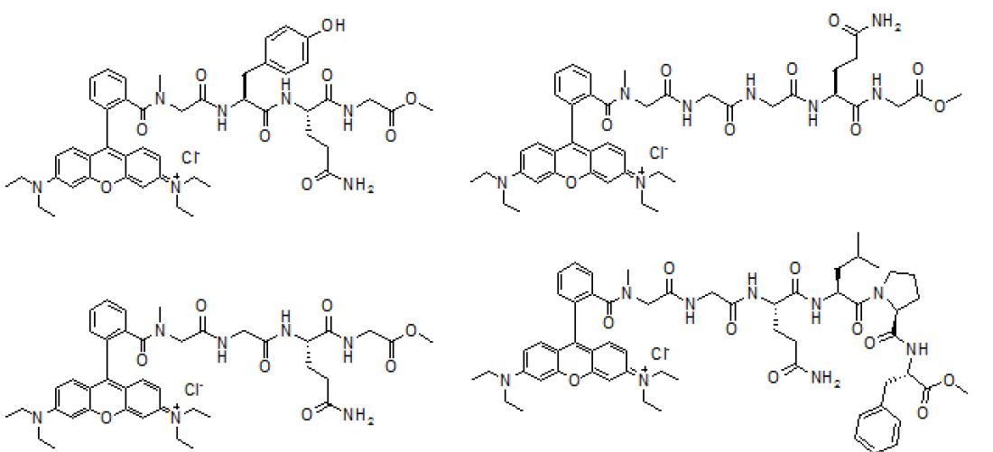 rhodamine으로 표지된 다양한 glutamine 기질 합성