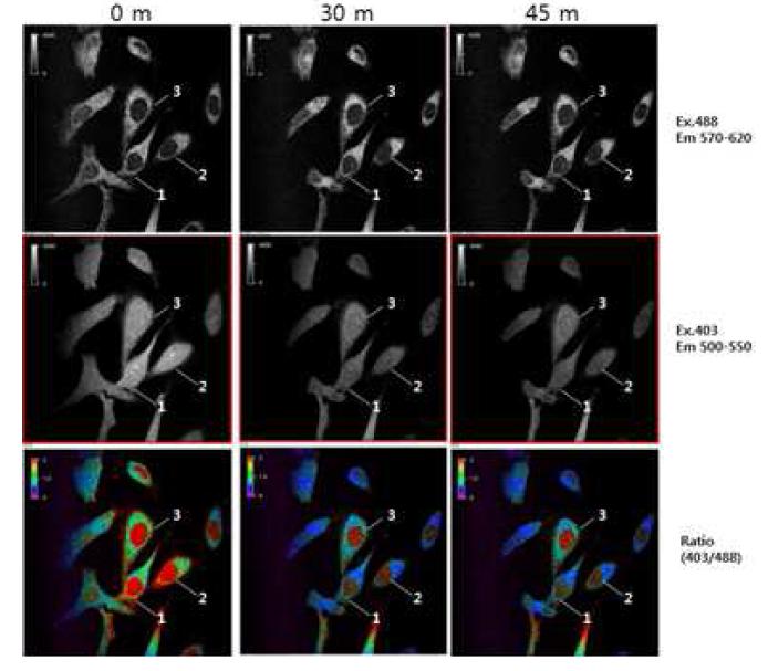 H2O2 처리 후 세포 내 형광화합물에 의한 형광비율 변화