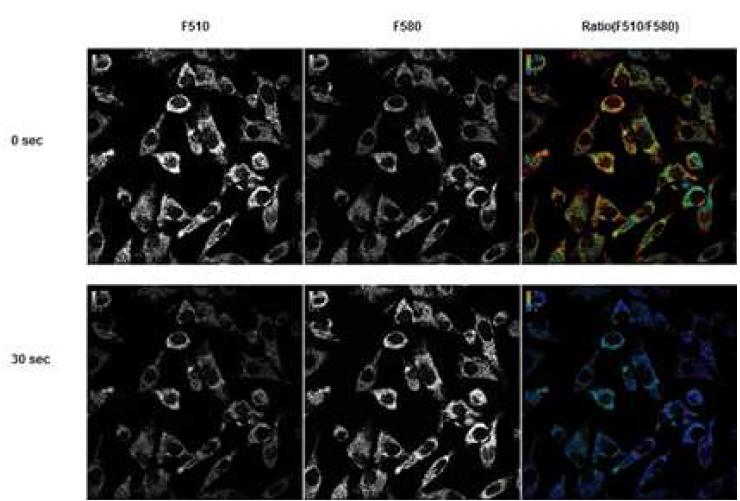 diamide 처리 후 미토콘드리아 내 형광화합물에 의한 형광비율 변화