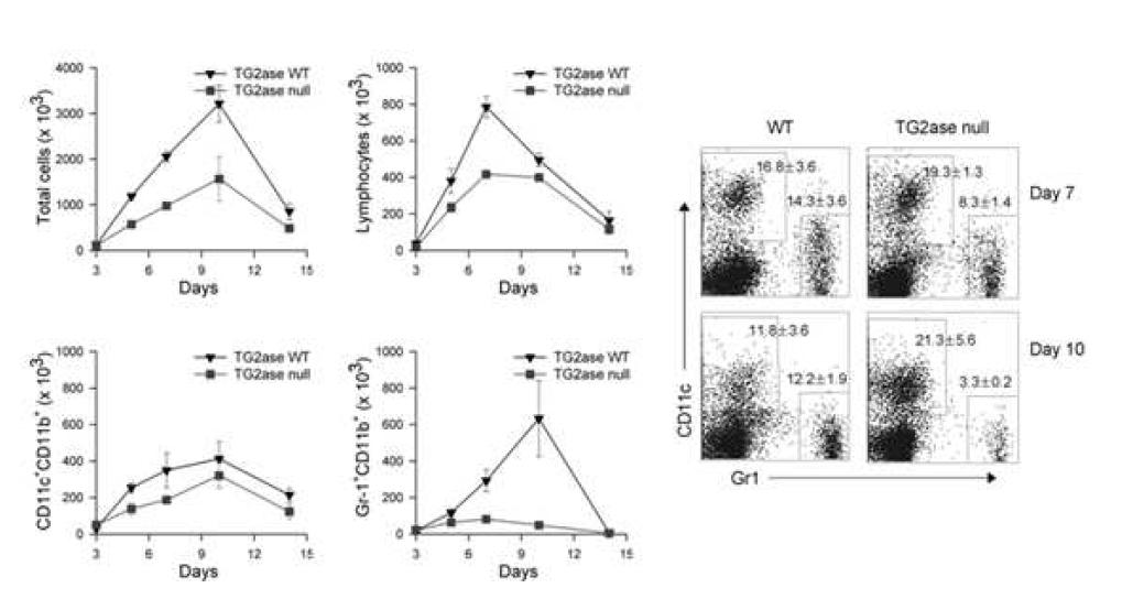 Increased inflammatory cell recruitment into the lung during early phase of bleomycin-treatment was curtailed in TGase2-/- mice