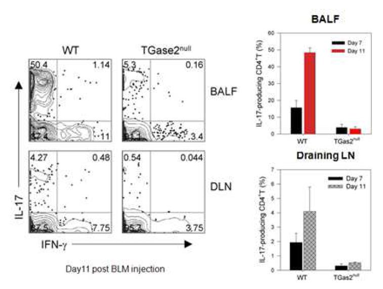 Proinflammatory IL-17+CD4+ cells were increased amongthe BAL fluid of B6 mice compared to the TGase2 KO mice