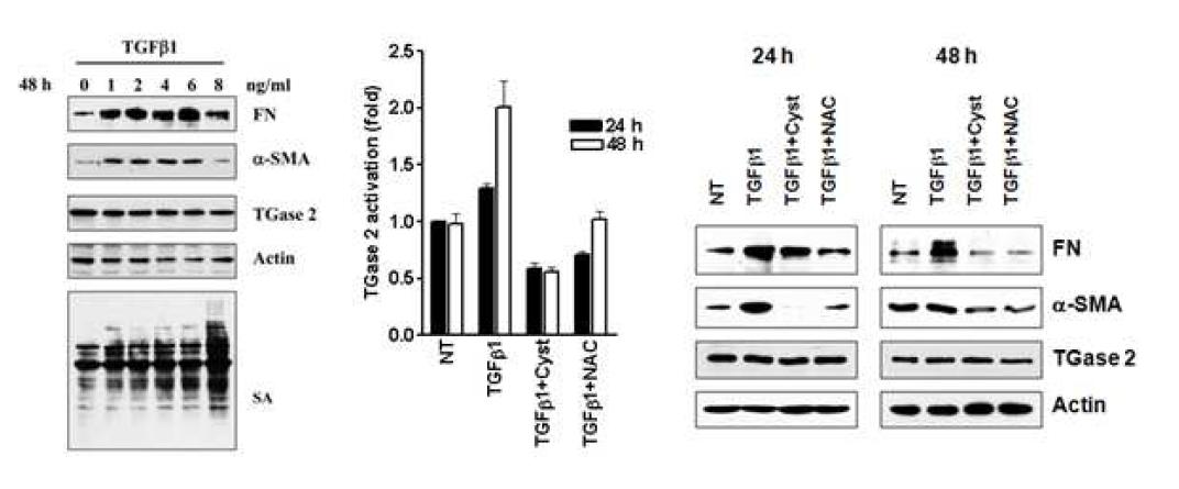 TGF induce deposition of extracellular matrix componentsin human lung fibroblast