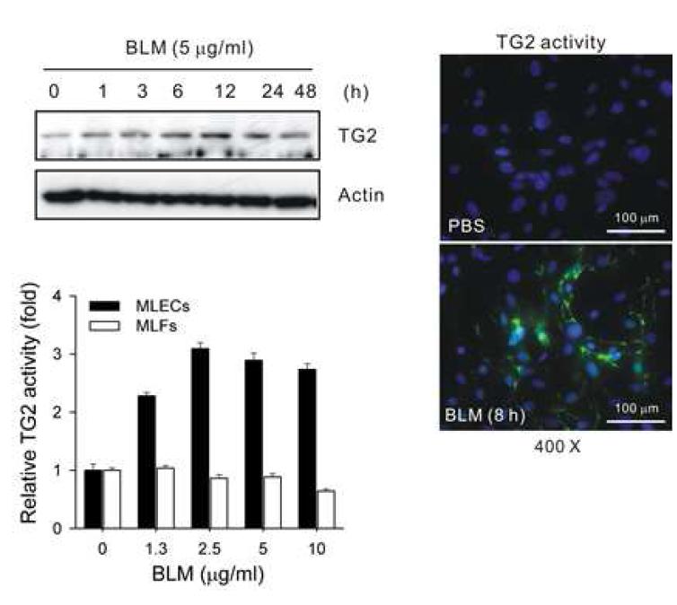 Increased TGase 2 activity following BLM treatment