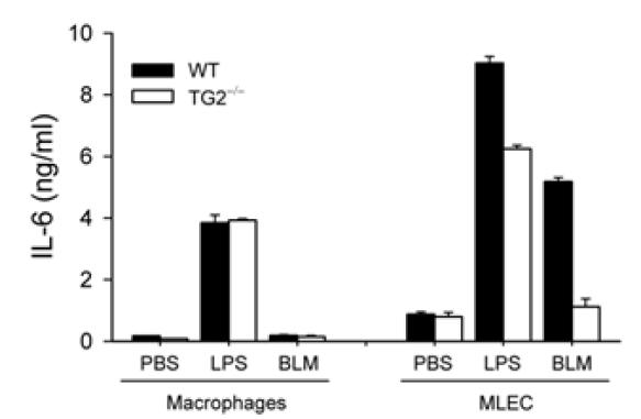 IL-6 secretion from Macrophage was not dependent on TGase 2