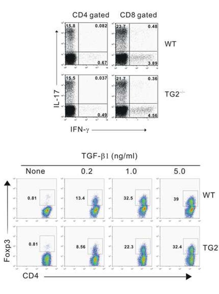 Differentiation of Th17 and T reg cells by exogenous cytokines was not dependent on TGase 2